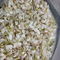 فروش بهاره پرتقال|خوردنی و آشامیدنی|نوشهر, |دیوار