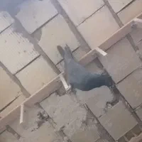 کبوتر شهرضا|پرنده|شهرضا, |دیوار