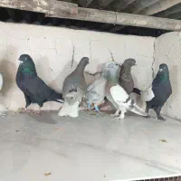 کفتر دم سفید