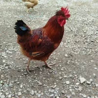 خروس بزرگ کاملا سالم