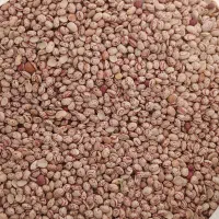 فروش لوبیا چیتی کوشا یاقوتی