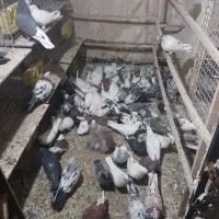 قاره مفلق با شازده سبز کاکلی