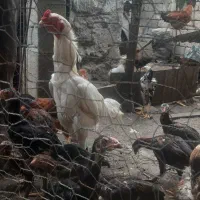 خروس|حیوانات مزرعه|حویق, |دیوار