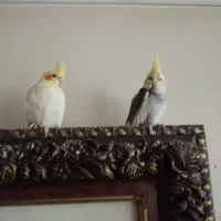 عروس هلندی