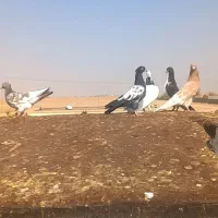 کبوتر|پرنده|چناران, |دیوار