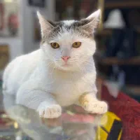 واگذاری رایگان گربه دی اس اچ|گربه|تهران, جوادیه|دیوار