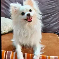 واگذاری سگ اشپیتز