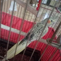 عروس هلندی|پرنده|یزد, |دیوار