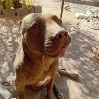 واگذاری سگ پیت بول|سگ|تربت جام, مسکن مهر|دیوار