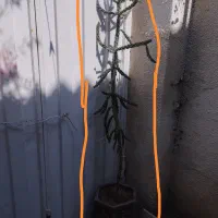 دو عدد گل . مخصوص رستوران و مکانهای تجاری خدماتی.