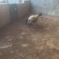 میش وبره ۲۶ میلیون|حیوانات مزرعه|کوهدشت, |دیوار