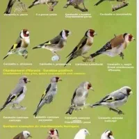 قناری نر سهره