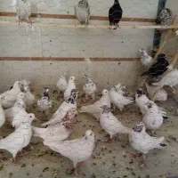 کفترپرشی