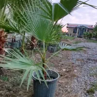 پالم واشنگتن تنه قرمز اصل
