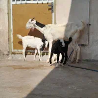 دوتا بز دو کره ای وچند کره نر|حیوانات مزرعه|وحدتیه, |دیوار