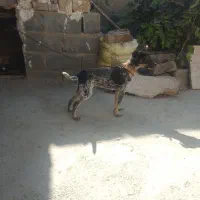 سگ پاکوتاه نر|سگ|شیروان (خراسان), |دیوار