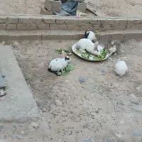 خرگوش خونگی