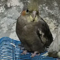 عروس هلندی گمشده
