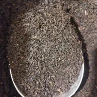 پخش چای محلی املش