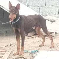 سک دوبرمن|سگ|بندرعباس, |دیوار