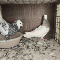 طوق شازده سرور سینه زرد|پرنده|شیراز, گویم|دیوار