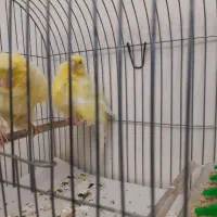 جفت قناری فر|پرنده|تهران, حشمتیه|دیوار
