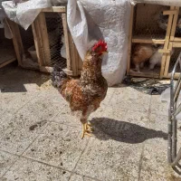 خروس و دو عدد بلدرچین