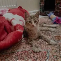 واگذاری گربه نر