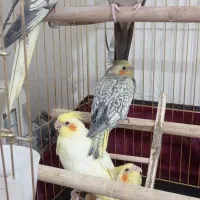 جفت مولد عروس هلندی