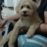 سگ میکس شیتزو و پودل