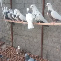 سلام کبوتر|پرنده|همدان, |دیوار