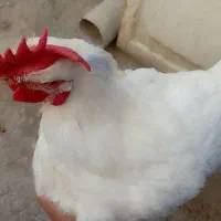 خروس