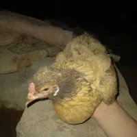 مرغ و خروس معاوضه با جوجه
