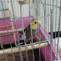 عروس هلندی نر سخنگو|پرنده|پاکدشت, پاکدشت (مامازند)|دیوار