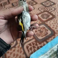 فروش جوجه سهره دورگ کرمانی ارسال از شهرستان بجنورد