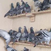 سبز و زرهی قزوین زدخوردی|پرنده|شیراز, دروازه اصفهان|دیوار