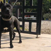 توله پیتبول|سگ|ساری, |دیوار