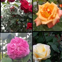 فروش انواع گل و نهال|گل و گیاه طبیعی|آستارا, |دیوار