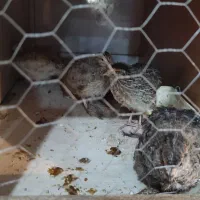 بلدرچین معمولی و مینیاتوری سه عدد کالفرنیا موجود|پرنده|رشت, علی آباد|دیوار