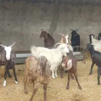 بز و بزغاله پاکستانی آبستن سنگین