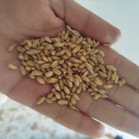 گندم تازه مال امسال