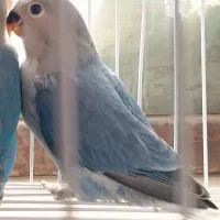 کوتوله آبی کربنی جوجه دستی