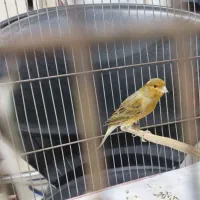 دو عدد قناری نر