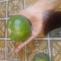 نارنج و آب نارنج بهشهر درشت و آبدار|حراج|بهشهر, |دیوار