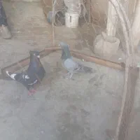 کفتر|پرنده|شیروان (خراسان), |دیوار