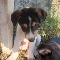 حیوانات خانگی (سگ نگهبان )|سگ|بندر انزلی, چهارفریضه|دیوار