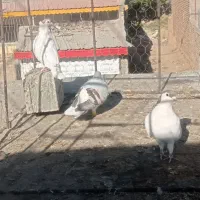 کفتر|پرنده|عطاملک, |دیوار