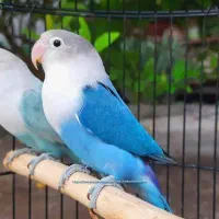 کوتوله یاسی و آبی سر سفید