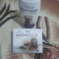 سک پاکوتا اشپید|سگ|بجنورد, |دیوار