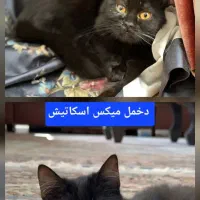 واگذاری گربه های DSH بالای چهار ماه